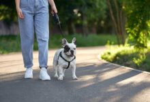 STJ decidirá se ex deve pagar pensão a cães após separação do casal.(Imagem: Freepik)