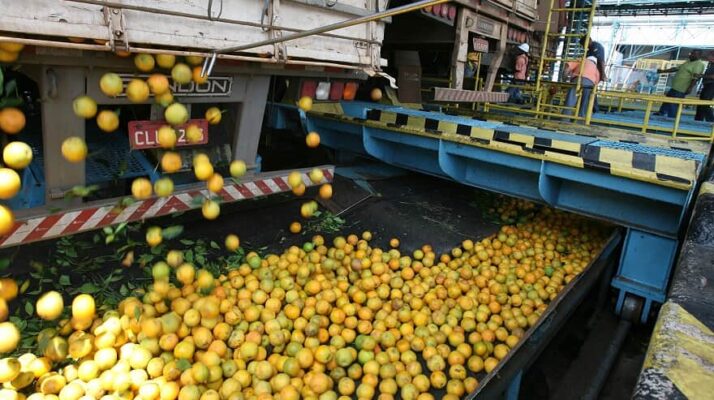 "Cartel do suco de laranja" envolveu ajuste de preço para aquisição de laranja de produtores. (Imagem: Silva Junior/Folhapress)