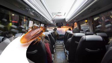 Mulher que viajou em ônibus infestado por baratas será indenizada. (Imagem: Freepik/Arte Migalhas)