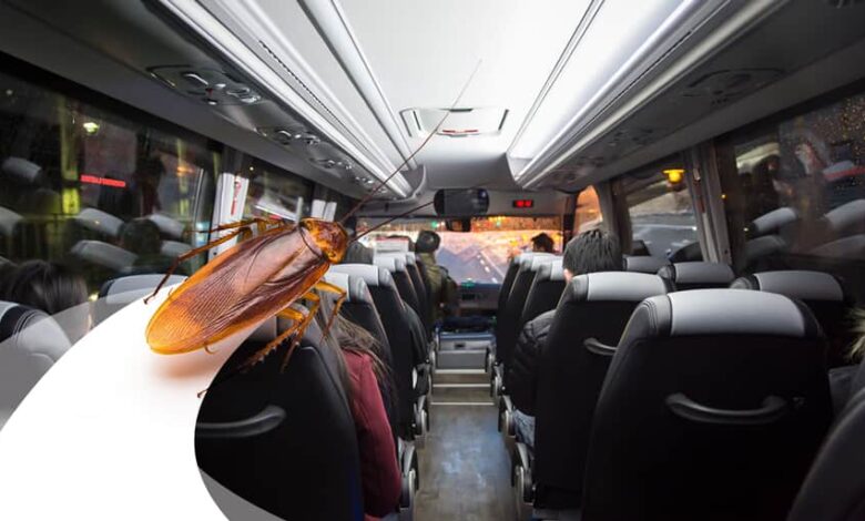 Mulher que viajou em ônibus infestado por baratas será indenizada. (Imagem: Freepik/Arte Migalhas)